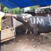Drs. H. Akhmad Priyanto saat melihat hewan Kurban dosen dan karyawan Universitas Mulia, Sabtu (17/6). Foto: Istimewa