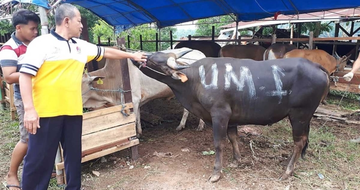 Drs. H. Akhmad Priyanto saat melihat hewan Kurban dosen dan karyawan Universitas Mulia, Sabtu (17/6). Foto: Istimewa
